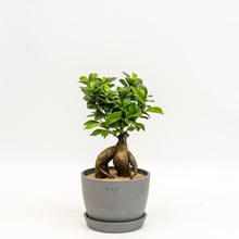 Load image into Gallery viewer, Ficus Ginseng in Ecopots