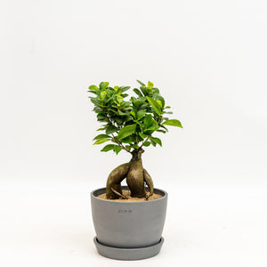 Ficus Ginseng in Ecopots