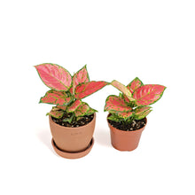 Load image into Gallery viewer, Aglaonema Pink Valentine (XS) in Ecopots