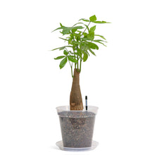 将图片加载到图库查看器，Bonsai Money Plant (M1) in Ecopots