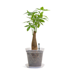 Bonsai Money Plant (M1) in Ecopots