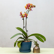 将图片加载到图库查看器，Orange Orchid (L) in Ecopots