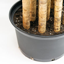 Load image into Gallery viewer, Fortune Plant (XL) in Nursery Pot