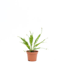 Load image into Gallery viewer, Kenzoi Fern (S) in Nursery Pot