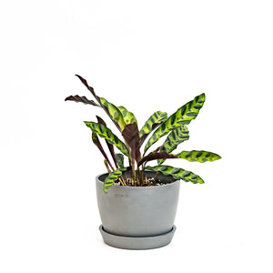 Calathea Lancifolia (M) in Ecopots