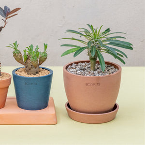 Pachypodium lamerei in Ecopots