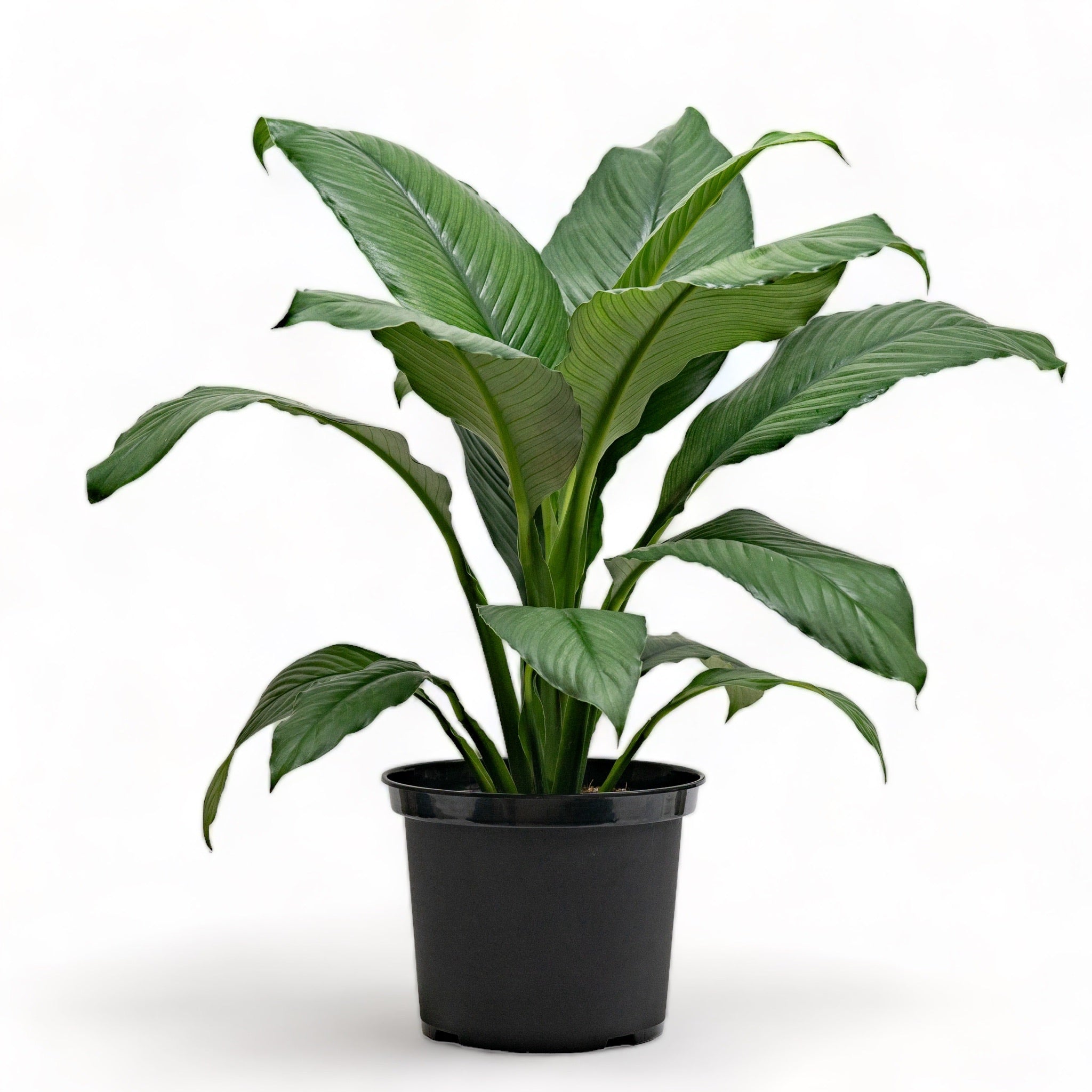 sensation plant indoor Sensation Plant (M) in Nursery Pot – Shopleaf Plant Studio
