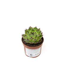 Load image into Gallery viewer, Succulent (S)