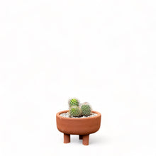 Load image into Gallery viewer, Cactus Dish