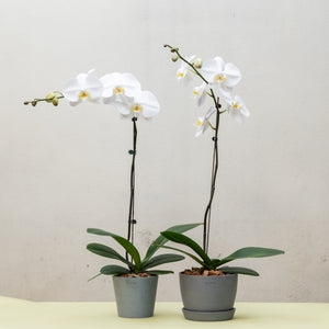 White Orchid (L) in Ecopots