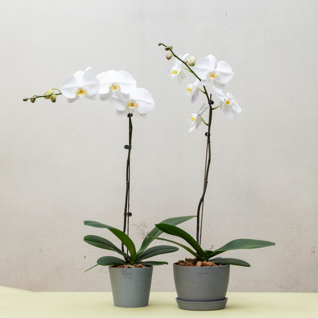 White Orchid (L) in Ecopots