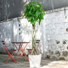 将图片加载到图库查看器，Braided Money Tree (XXL) in Nursery Pot