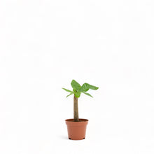 Load image into Gallery viewer, Bonsai Money Plant (XXS) in Nursery Pot