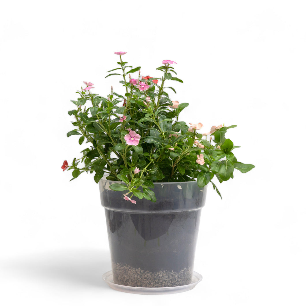 Periwinkle in Clear Pot