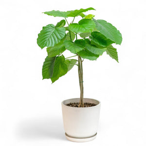 Braided Ficus umbellata (M) in Ecopots