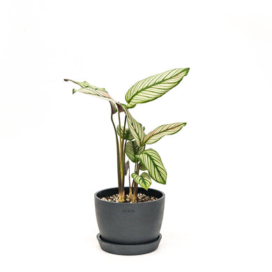 Calathea Whitestar (M) in Nursery Pot