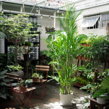 将图片加载到图库查看器，Bamboo Palm (L) (5-6 ft.) in Nursery Pot