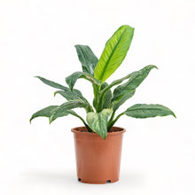 Load image into Gallery viewer, Variegated Sensation Plant (M) in Nursery Pot