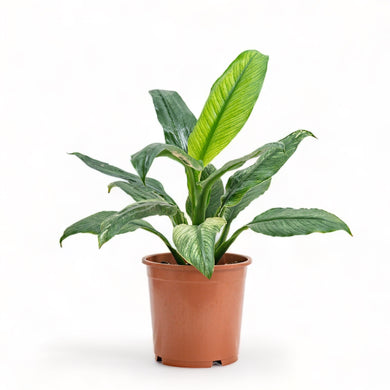Variegated Sensation Plant (M) in Nursery Pot