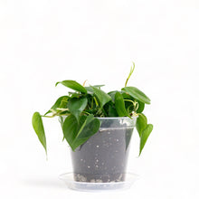 Load image into Gallery viewer, Heartleaf Philodendron (S) in Clear Pot