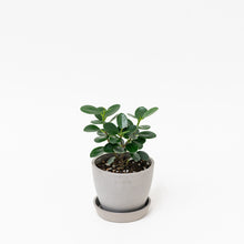 Load image into Gallery viewer, Green Island Ficus (S) in Ecopots