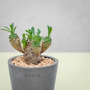 Euphorbia 'Cocklebur' (S) in Ecopots