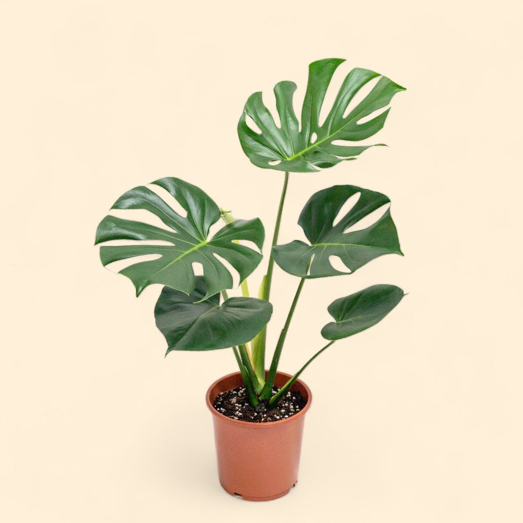 monstera deliciosa price philippines Monstera deliciosa (M) in Nursery Pot – Shopleaf Plant Studio