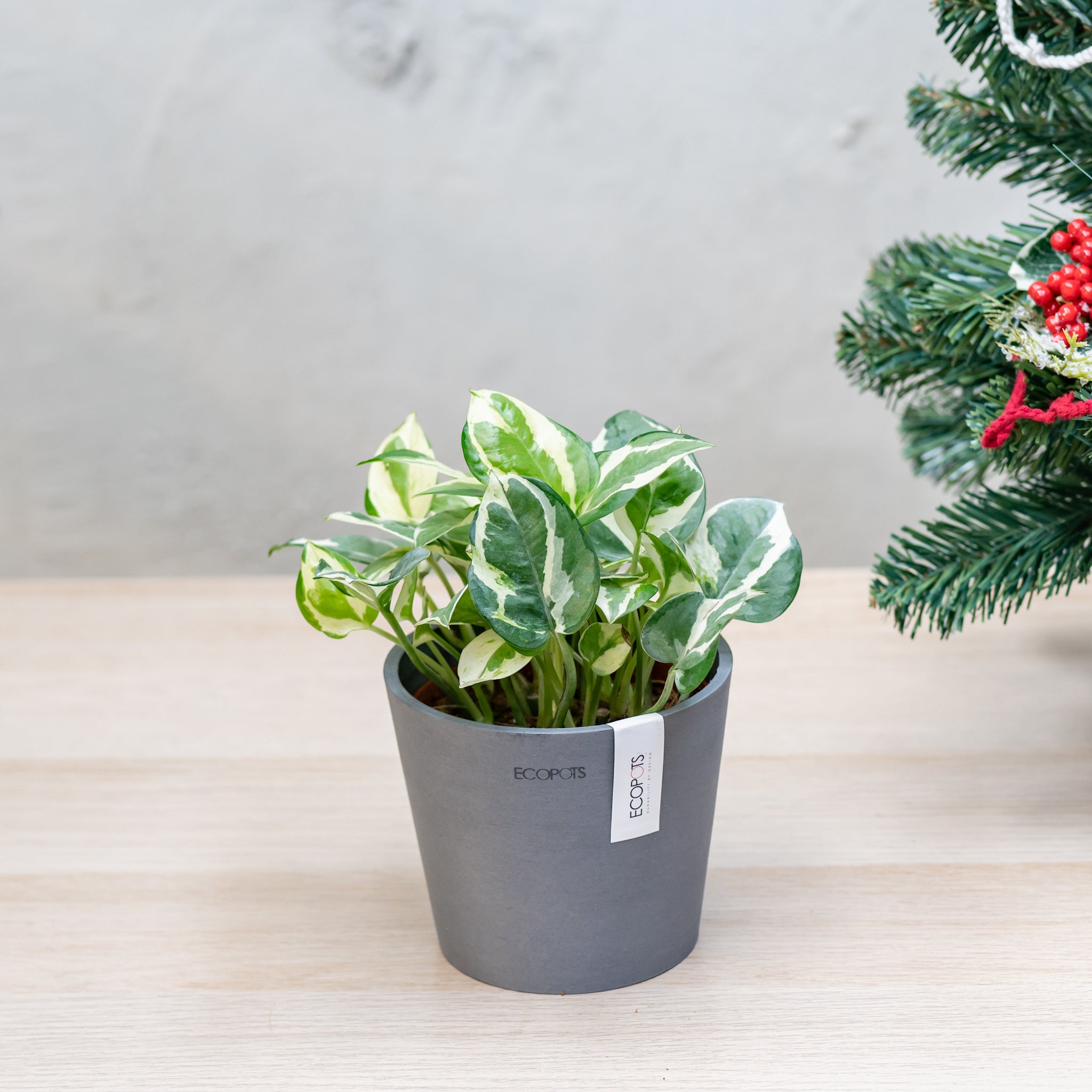 pothos plant for sale philippines Pothos N'Joy (S) in Ecopots – Shopleaf Plant Studio