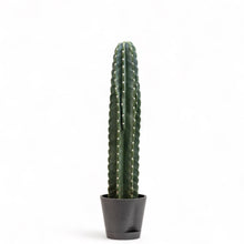 将图片加载到图库查看器，Peruvian Cactus (M) in Ecopots