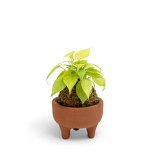 将图片加载到图库查看器，Neon Heartleaf Kokedama