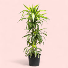 将图片加载到图库查看器，Dracaena Lemon Lime (L) in Nursery Pot