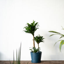 Load image into Gallery viewer, Dracaena Janet Craig (M2)