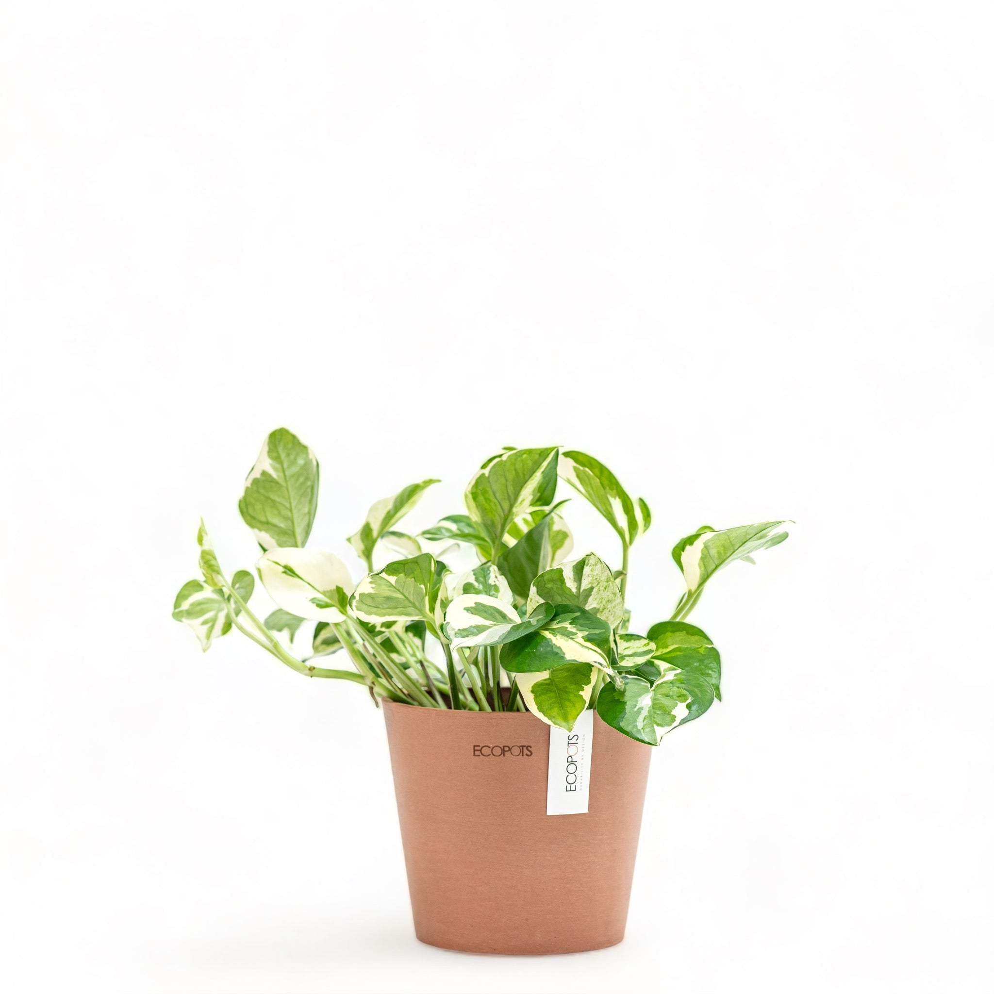 pothos plant price philippines Pothos N'Joy (S) in Ecopots – Shopleaf Plant Studio
