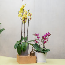 将图片加载到图库查看器，Yellow Orchid (L) in Ecopots