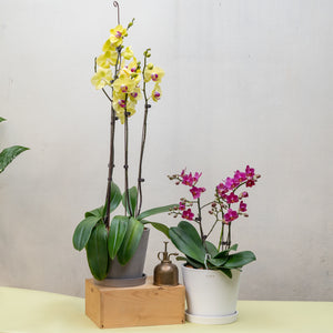 Yellow Orchid (L) in Ecopots