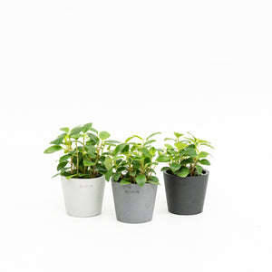 Peperomia glabella (S) in Ecopots