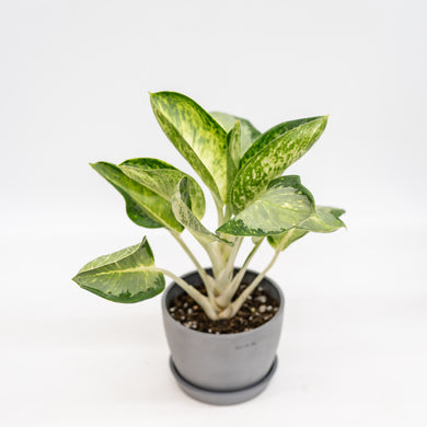 Aglaonema Green Bowl (S) in Ecopots