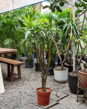 Load image into Gallery viewer, Ficus Alii (M) in Nursery Pot