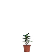 Green Island Ficus (S) in Nursery Pot