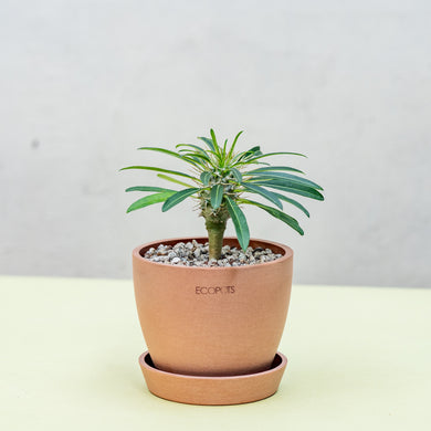 Pachypodium lamerei in Ecopots