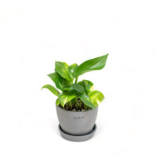 Load image into Gallery viewer, Golden Pothos (S) in Ecopots