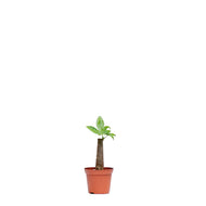 Bonsai Money Plant (XS) in Nursery Pot
