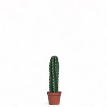 Load image into Gallery viewer, Peruvian Cactus (S) in Nursery Pot