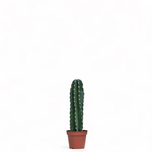 Peruvian Cactus (S) in Nursery Pot
