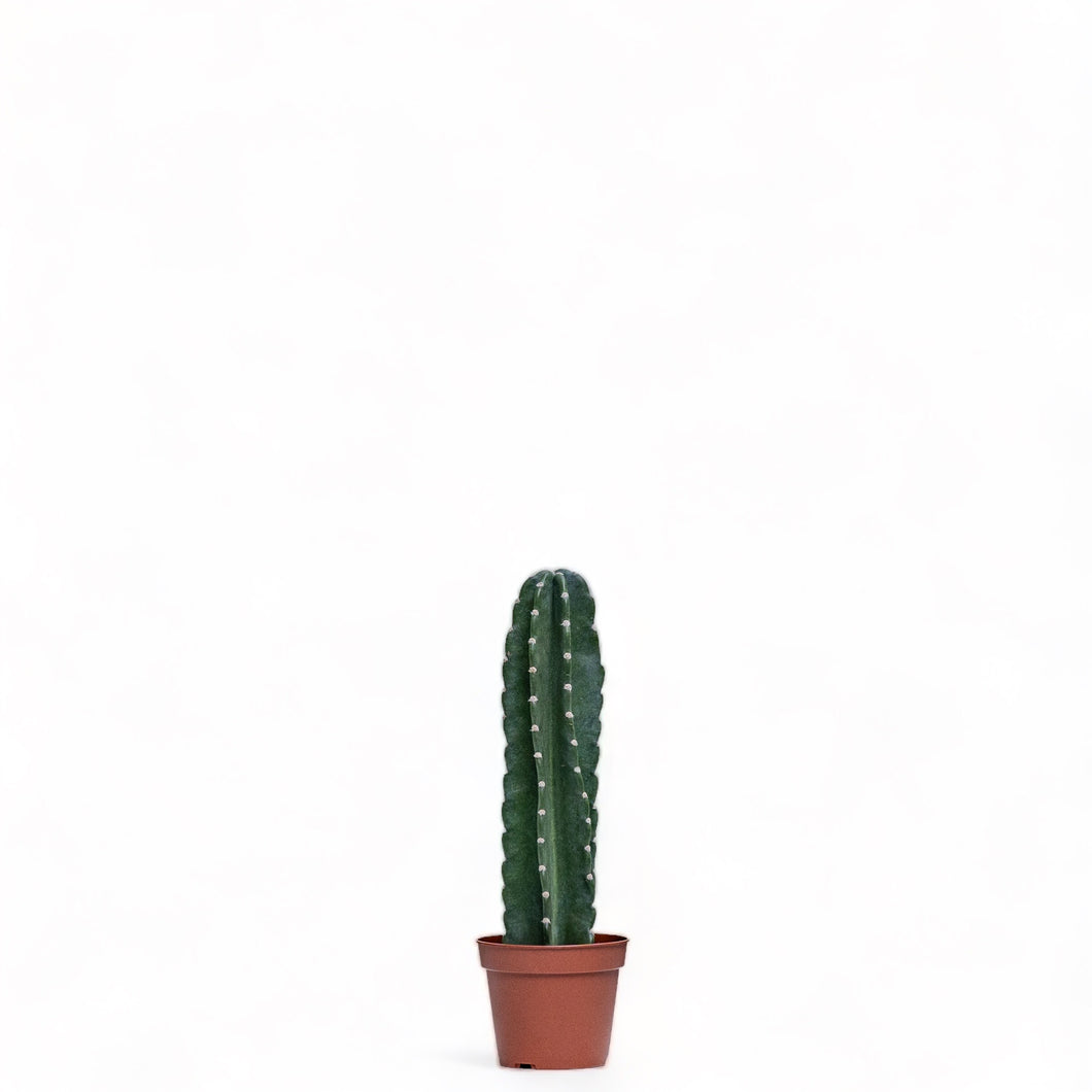Peruvian Cactus (S) in Nursery Pot