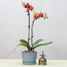 将图片加载到图库查看器，Orange Orchid (L) in Ecopots