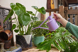 Haws The Fazeley Flow Misty Lilac 1 Liter Indoor Watering Can