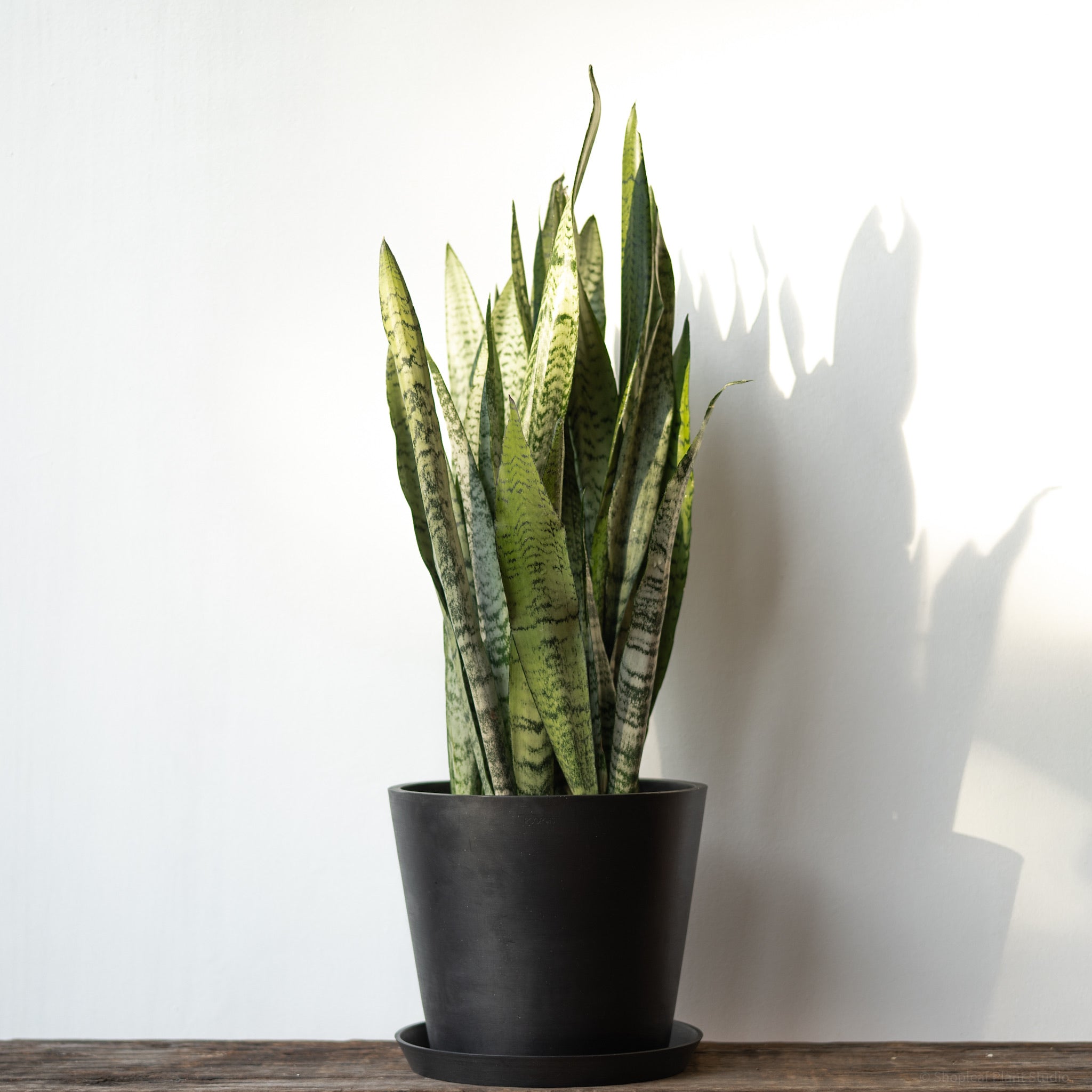 buy snake plant philippines Green Snake Plant (L) in Ecopots – Shopleaf Plant Studio