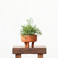 Shopleaf Footed Terracotta Pot (M)