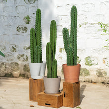 将图片加载到图库查看器，Peruvian Cactus (L) in Nursery Pot